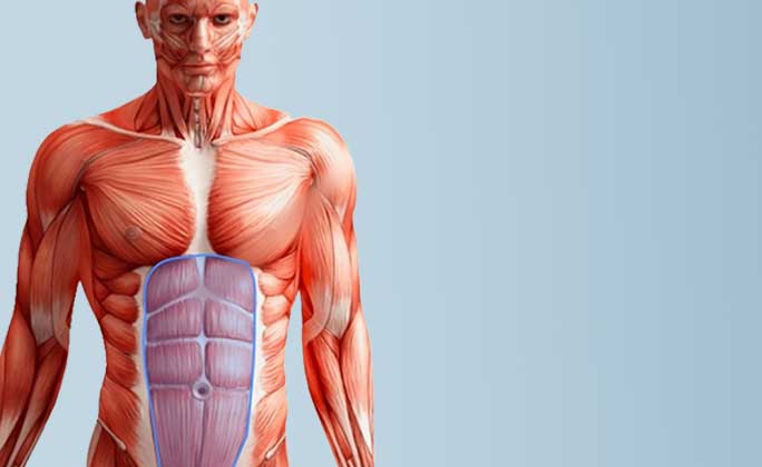 Anatomy and Embryology